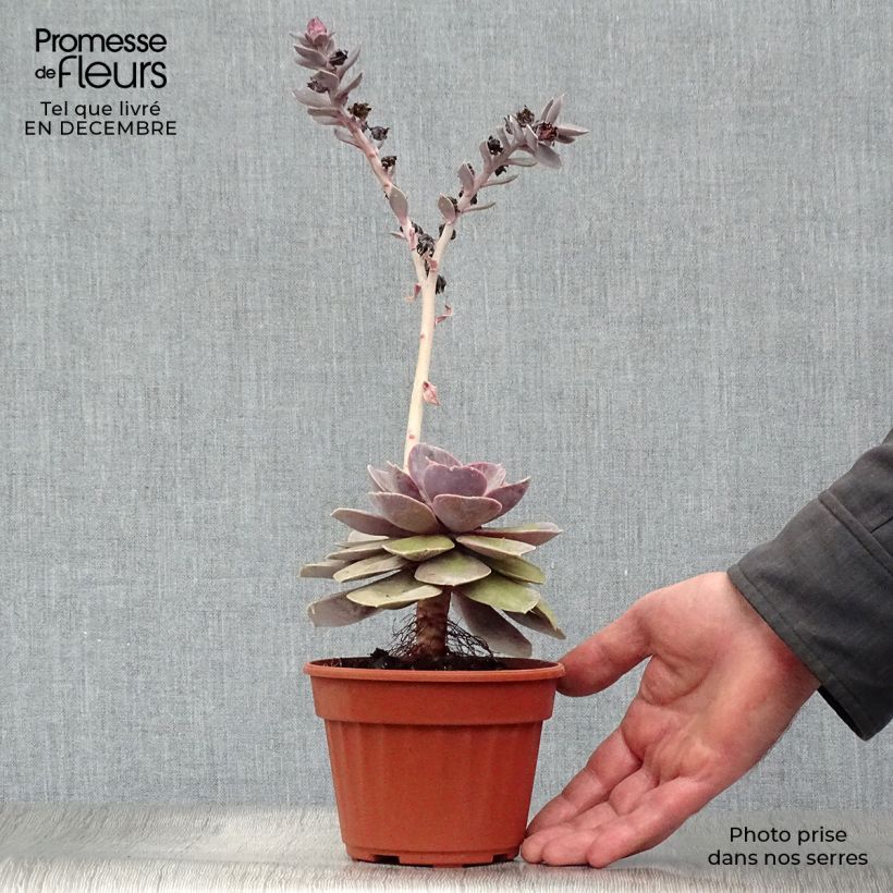 Echeveria Perle Von Nürnberg Pot de 13 cm Ejemplar entregado en invierno