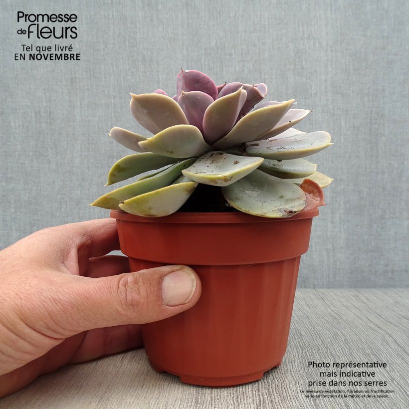 Ejemplar de Echeveria Perle Von Nürnberg entregado en otoño