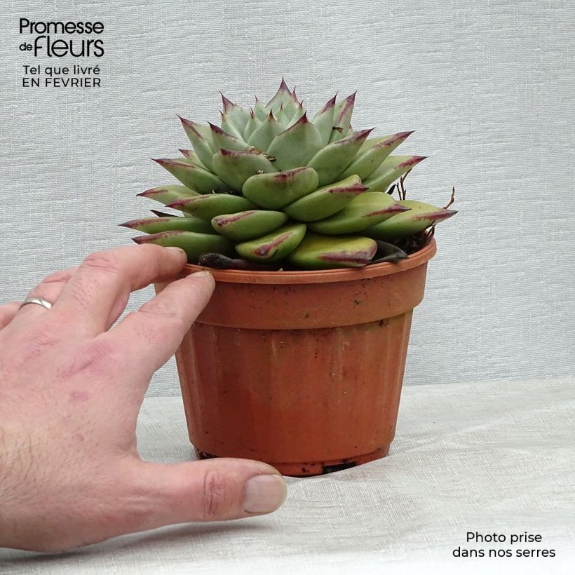 Echeveria agavoides Ebony Pot de 13 cm Ejemplar entregado en invierno