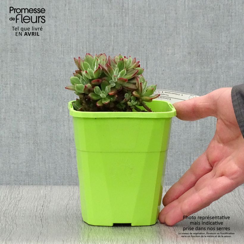 Echeveria hybride Devotion Pot de 1L/1,5L Ejemplar entregado en la primavera