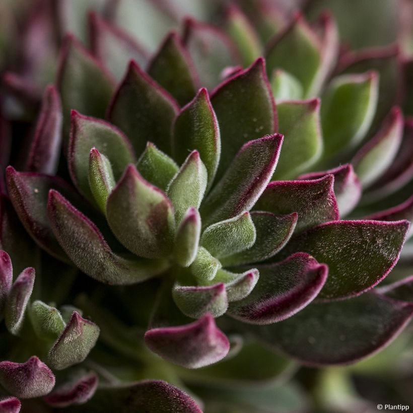 Echeveria Devotion (Follaje)