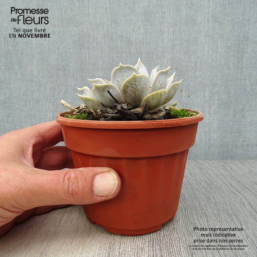 Ejemplar de Echeveria lilacina Pot de 13 cm entregado en otoño