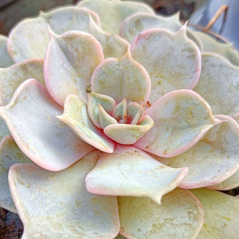 Echeveria lilacina (Follaje)