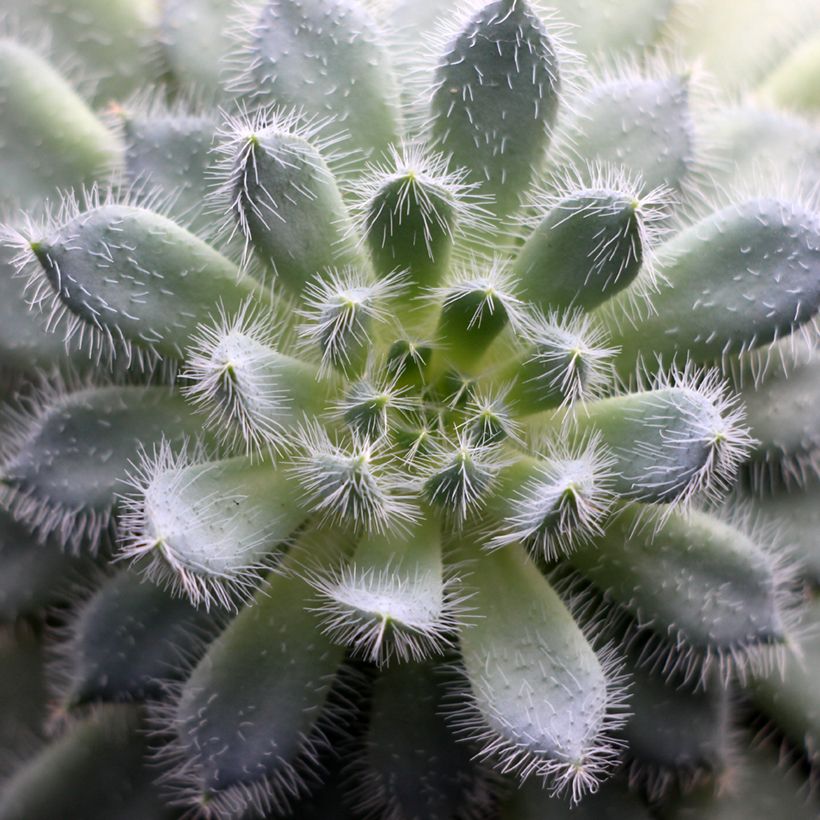 Echeveria setosa (Follaje)