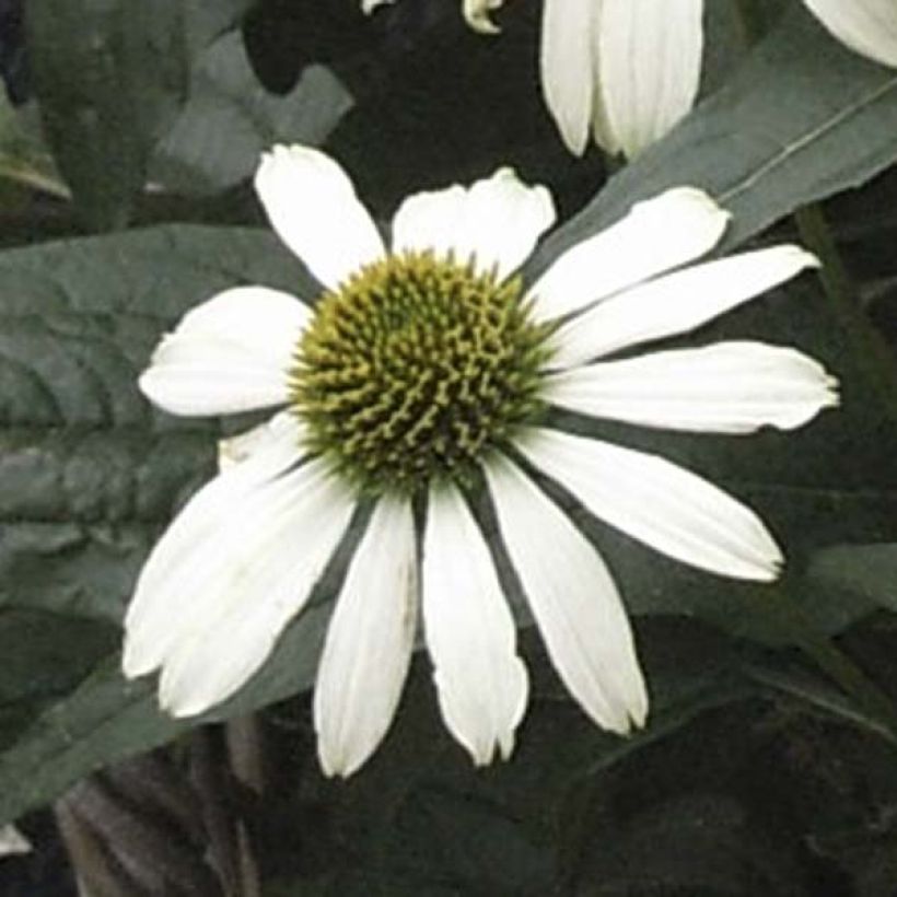 Echinacea purpurea Virgin (Floración)