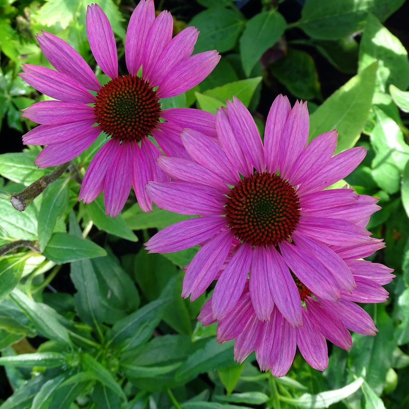 Echinacea purpurea Avalanche (Floración)