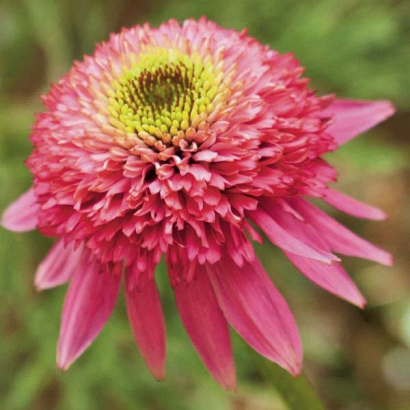 Echinacea purpurea Catharina (Floración)