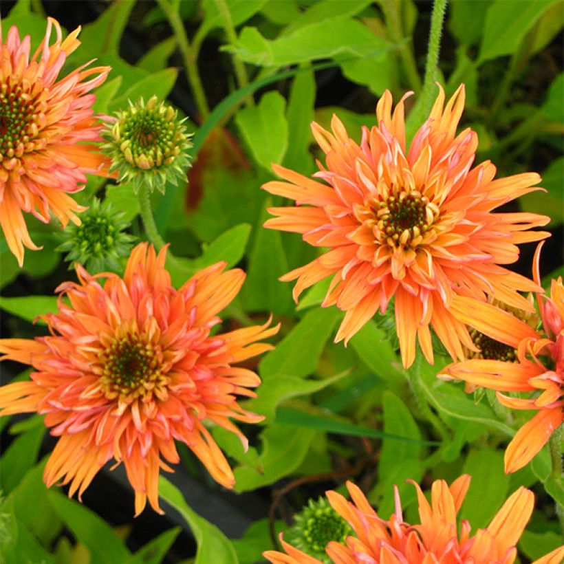 Echinacea purpurea Colourburst Orange (Floración)