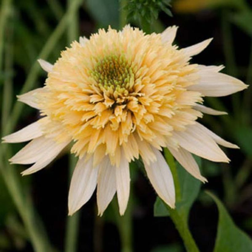 Echinacea purpurea Coupe Soleil (Floración)