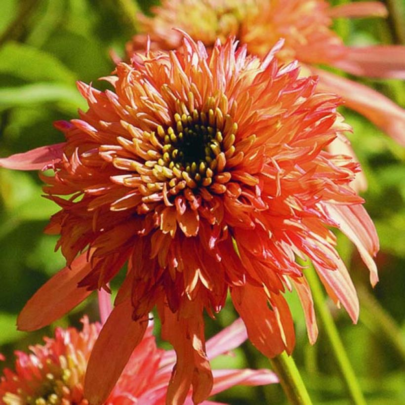 Echinacea purpurea Cranberry Cupcake (Floración)