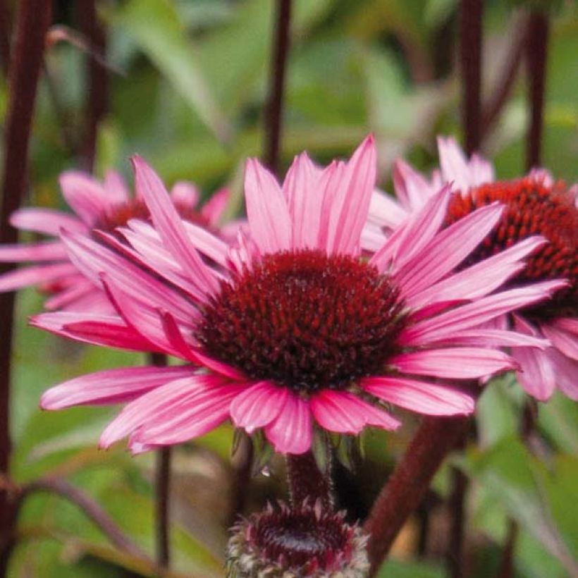 Echinacea purpurea Fatal Attraction (Floración)