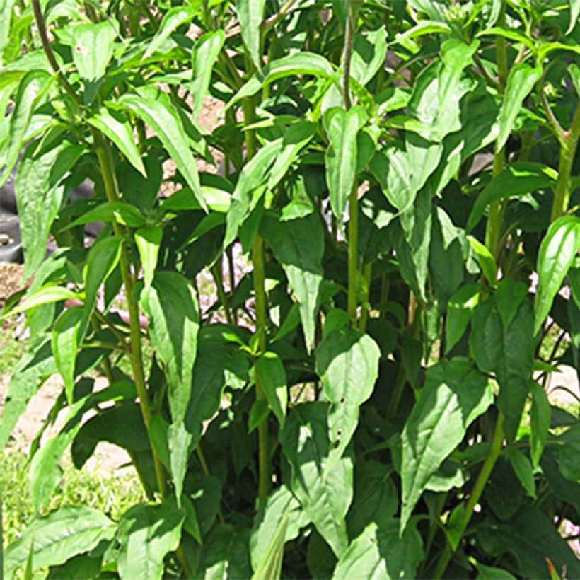 Echinacea purpurea Ferris Wheels (Follaje)