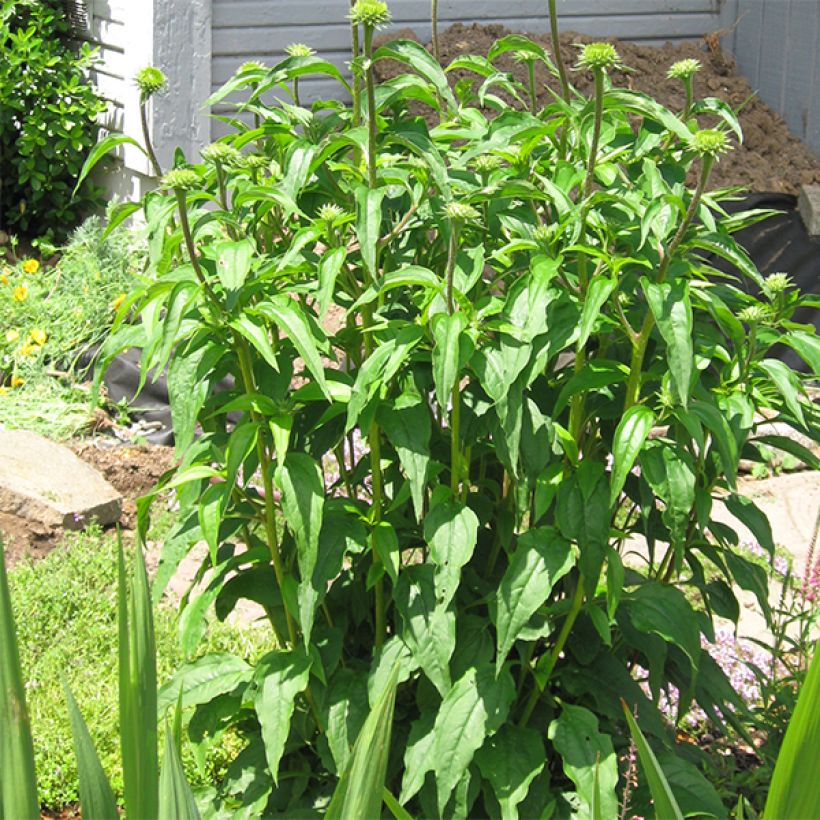 Echinacea purpurea Ferris Wheels (Porte)