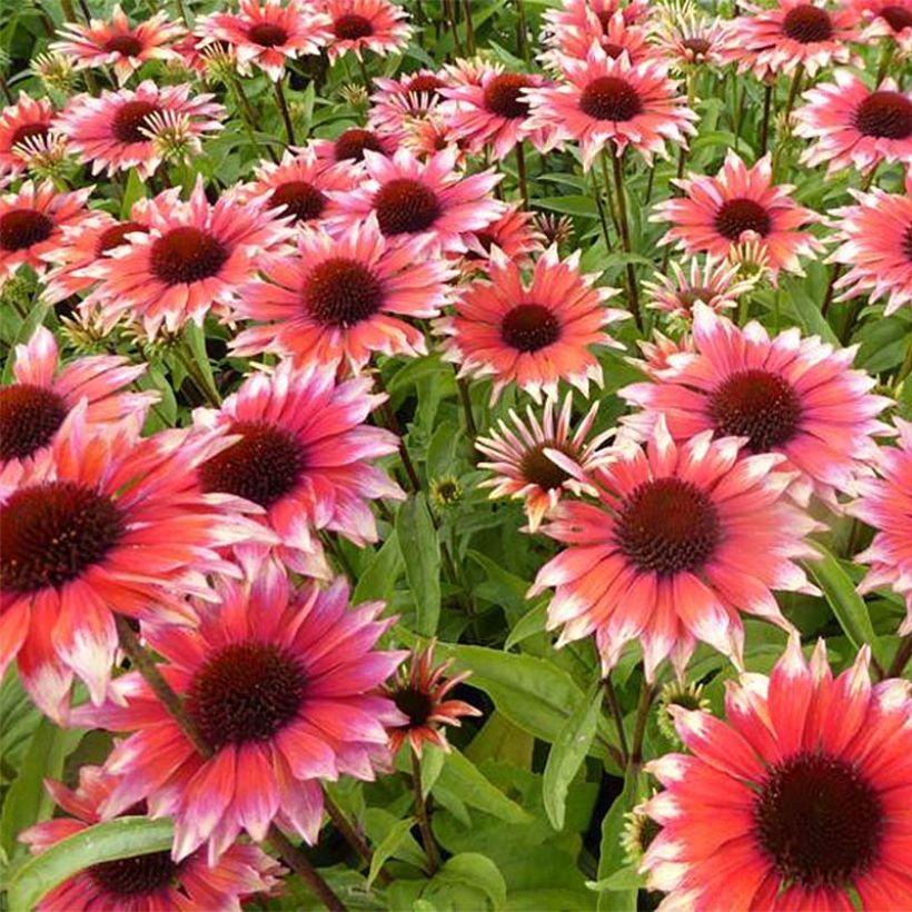 Echinacea Supreme Flamingo (Floración)