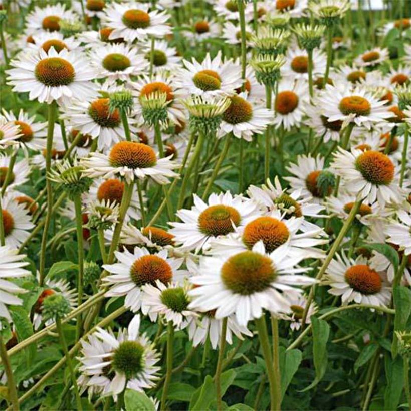 Echinacea purpurea Fragrant Angel (Floración)