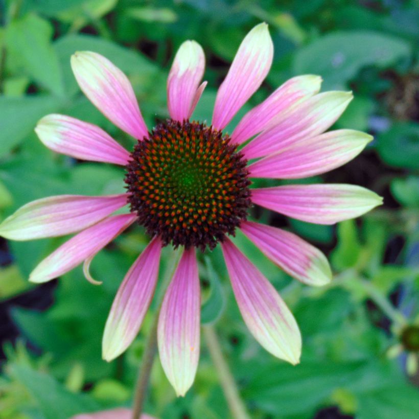 Echinacea purpurea Green Envy (Floración)