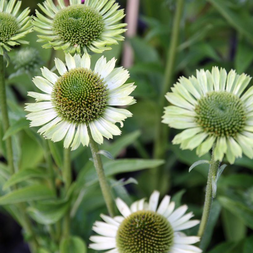 Echinacea purpurea Green Jewel (Floración)