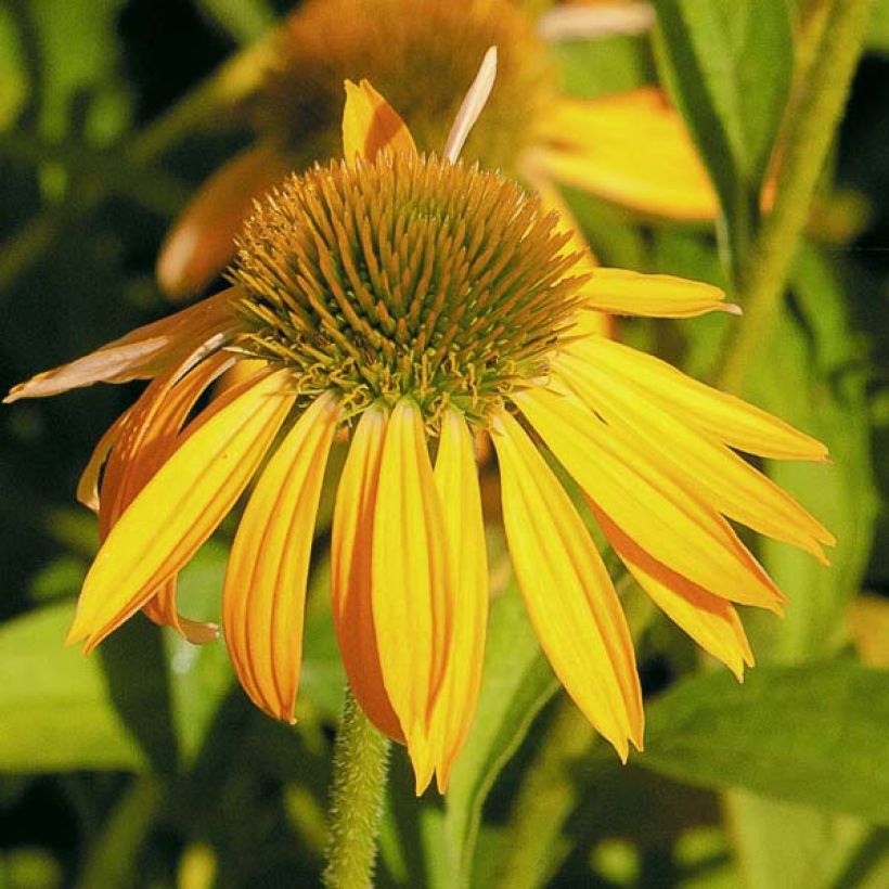 Echinacea purpurea Harvest Moon (Floración)