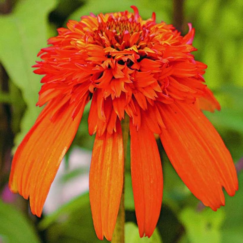 Echinacea purpurea Hot Papaya (Floración)