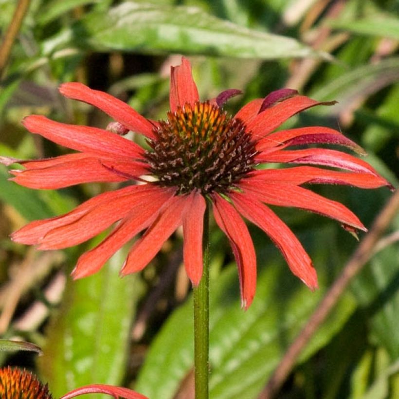 Echinacea purpurea Hot Summer (Floración)