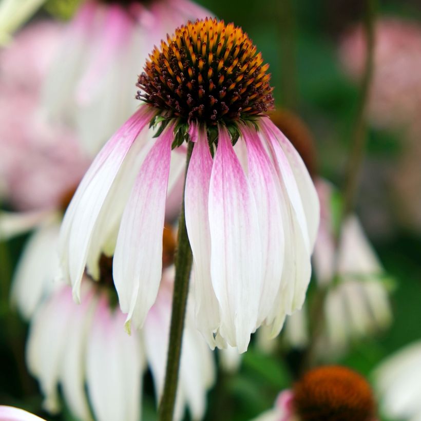 Echinacea JS Engeltje Pretty Parasols (Floración)