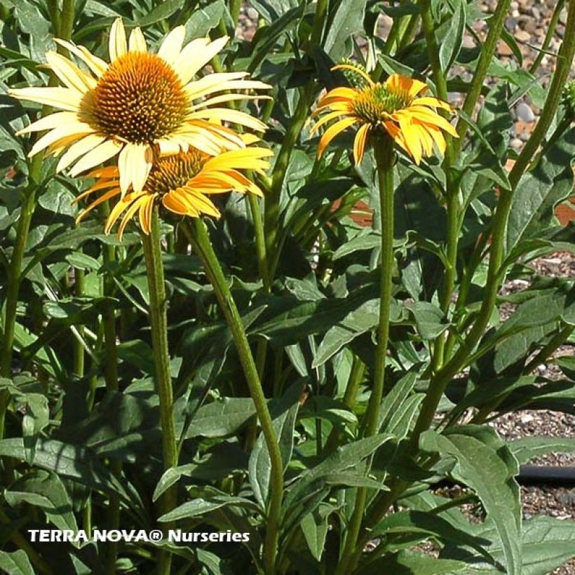 Echinacea purpurea Mac 'n' Cheese (Follaje)