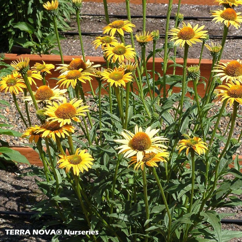 Echinacea purpurea Mac 'n' Cheese (Porte)