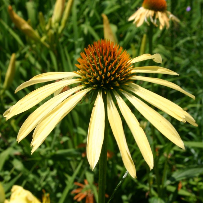 Echinacea purpurea Mango Medowbrite (Floración)