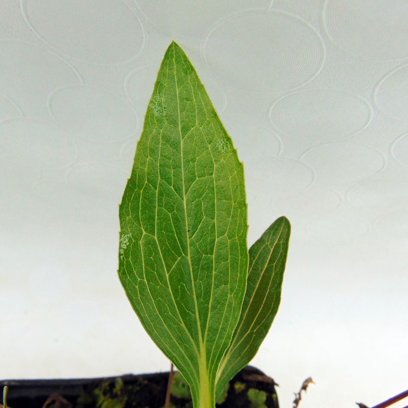 Echinacea purpurea Marmalade (Follaje)