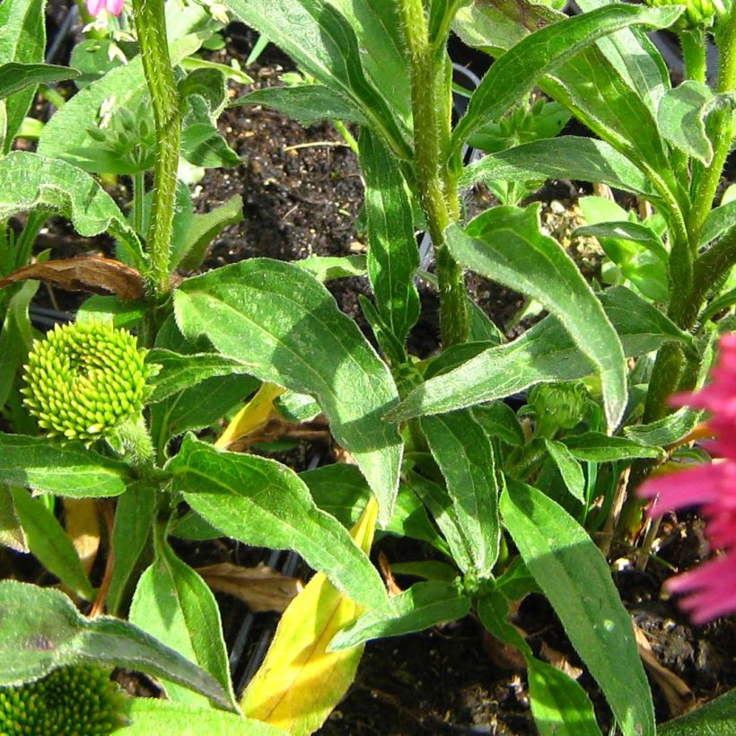 Echinacea purpurea Piccolino (Follaje)