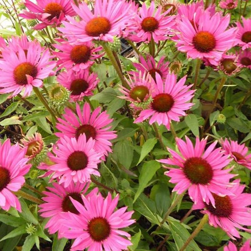 Echinacea Robin Hood (Floración)