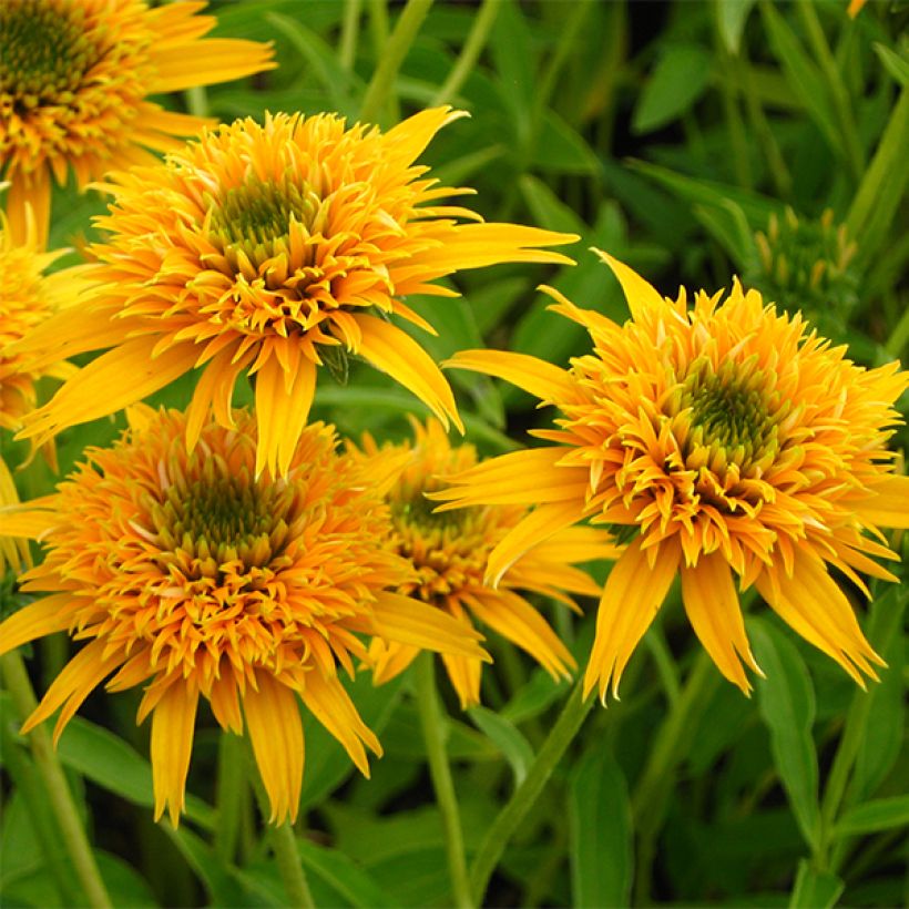 Echinacea purpurea Secret Glow (Floración)