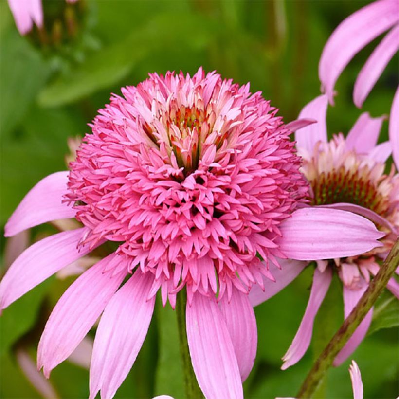 Echinacea purpurea Secret Romance (Floración)