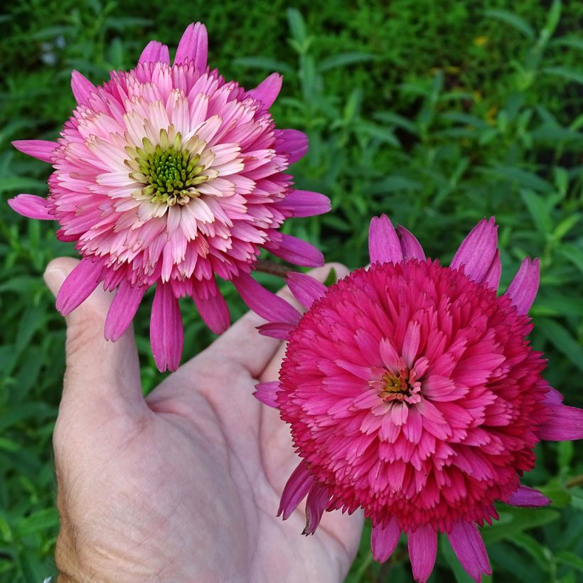 Echinacea purpurea Southern Belle (Floración)