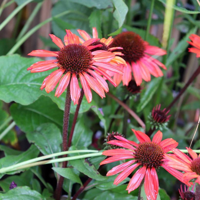 Echinacea purpurea SunSeekers Orange (Floración)