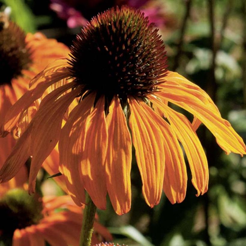 Echinacea purpurea Tangerine Dream (Floración)