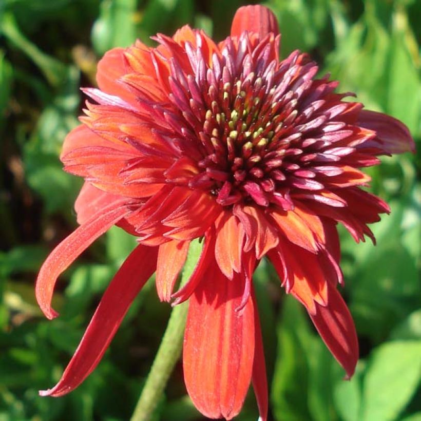 Echinacea purpurea Eccentric (Floración)