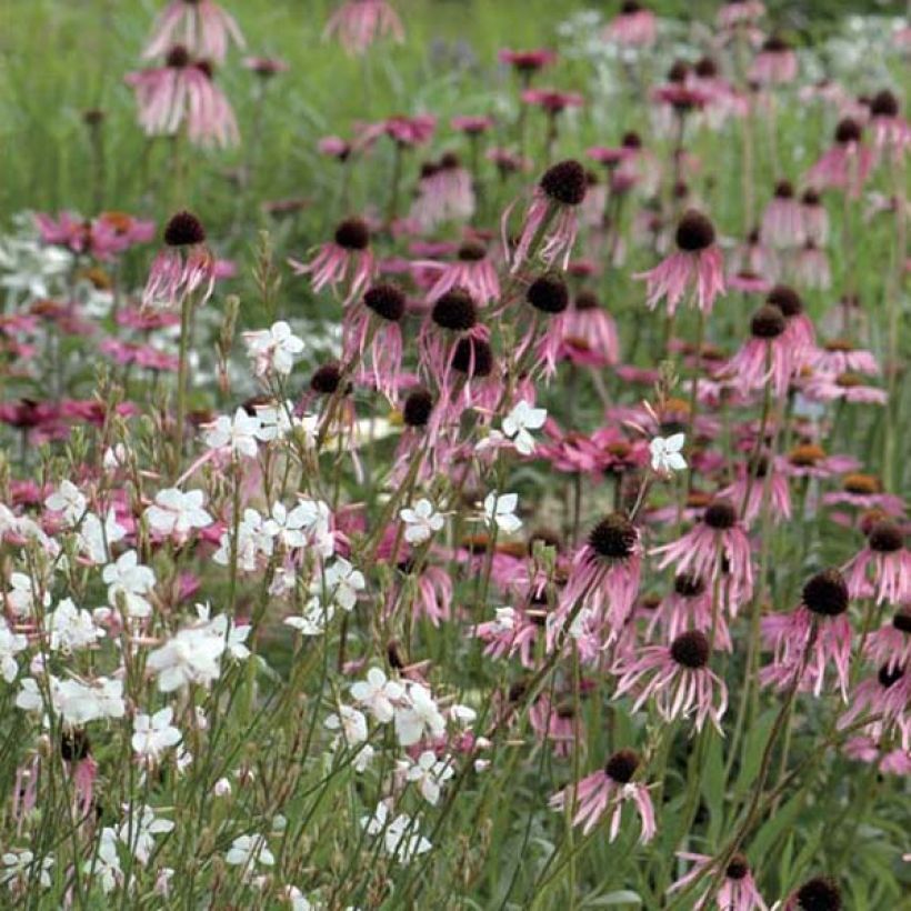 Echinacea pallida - Equinácea pálida (Porte)