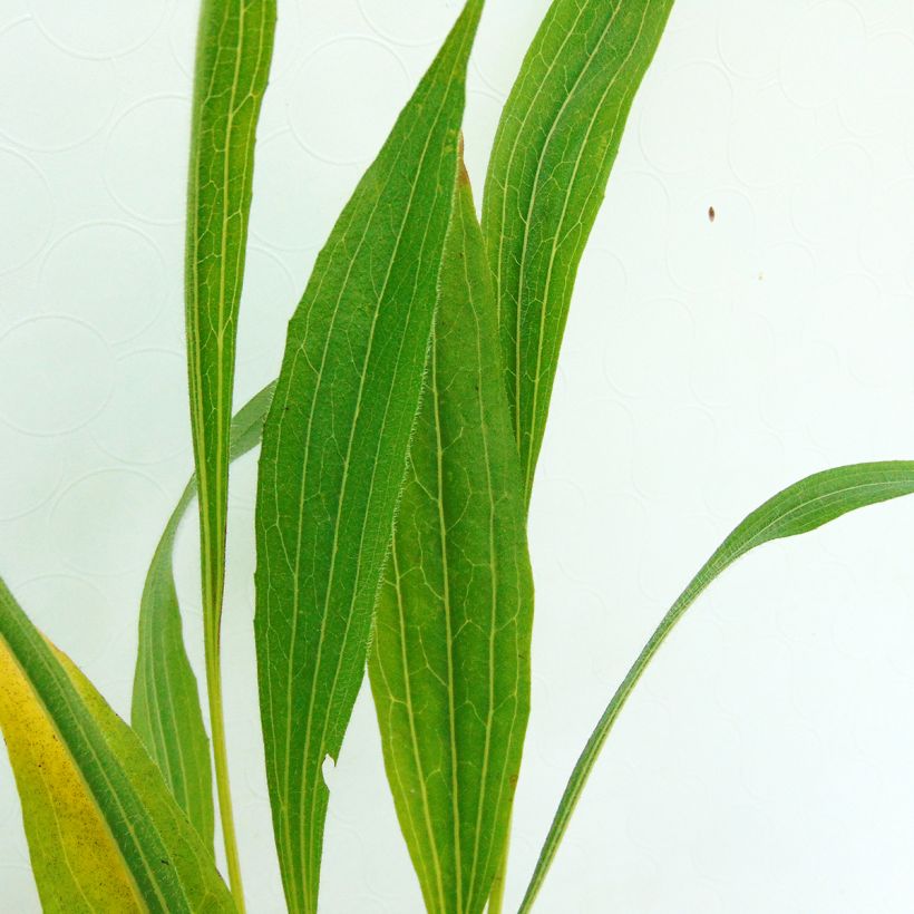 Echinacea pallida - Equinácea pálida (Follaje)