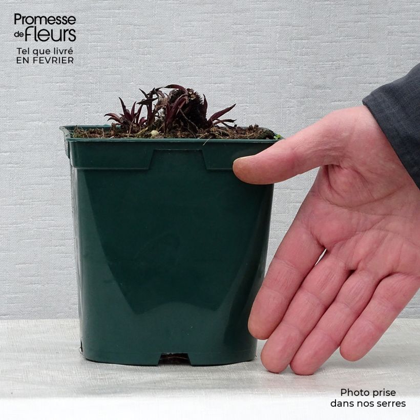 Echinacea pallida - Echinacée en pot de 2L/3L Ejemplar entregado en invierno