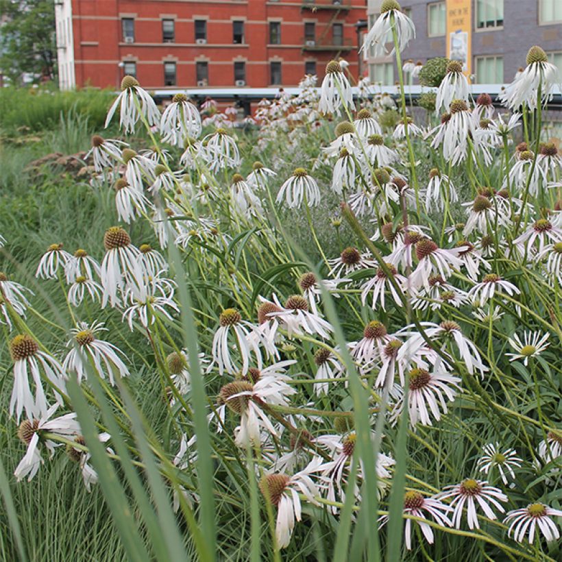 Echinacea pallida Hula Dancer (Floración)