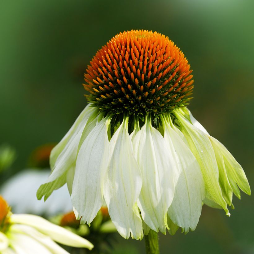 Echinacea purpurea Alba (Floración)