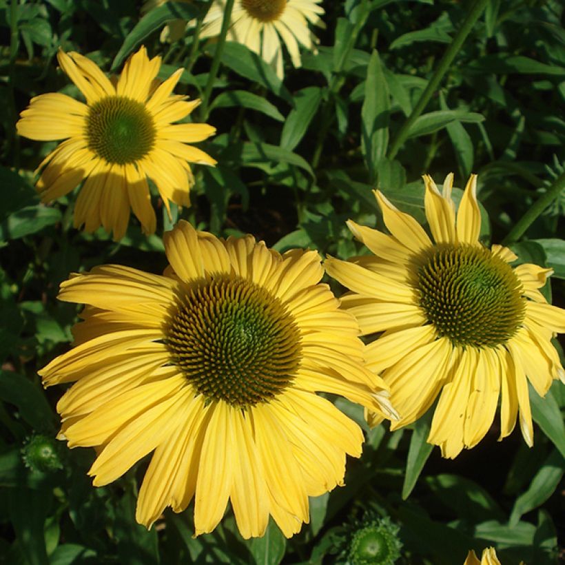 Echinacea purpurea Daydream (Floración)