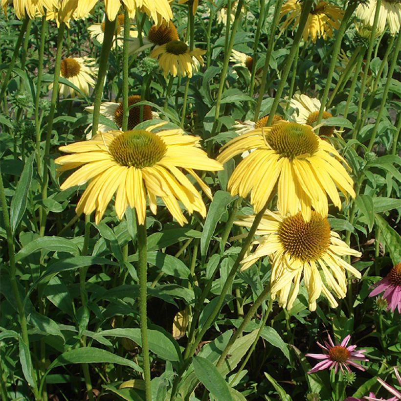 Echinacea purpurea Daydream (Porte)