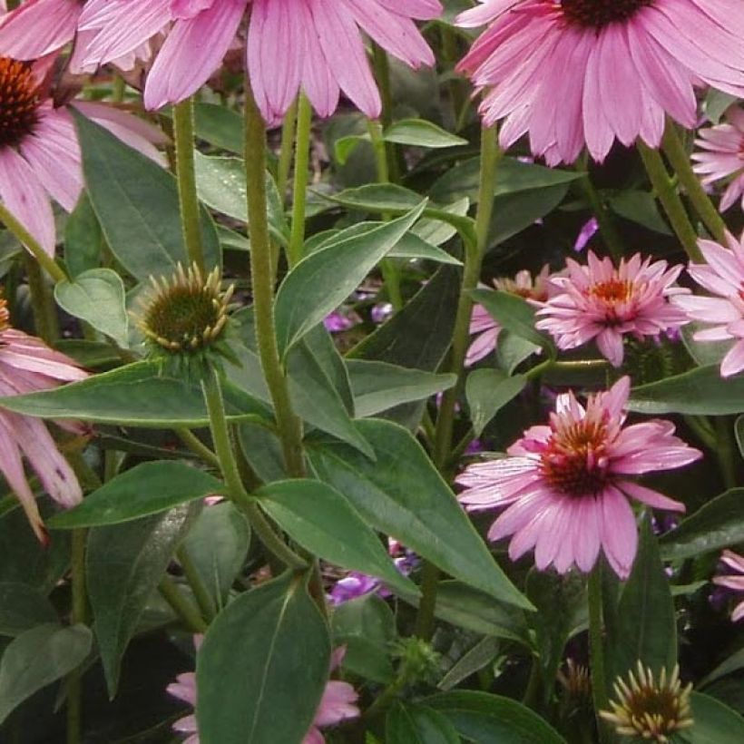 Echinacea purpurea Double Decker (Follaje)