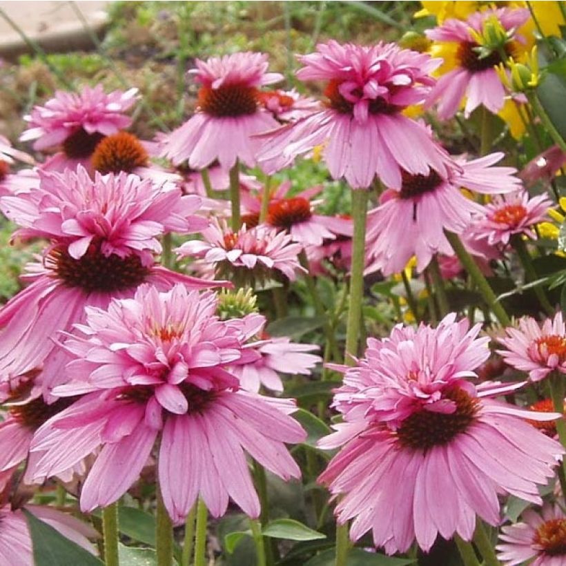 Echinacea purpurea Double Decker (Floración)