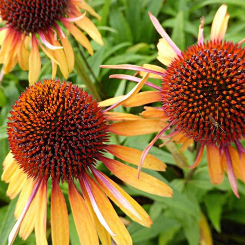 Echinacea purpurea Funky Yellow (Floración)