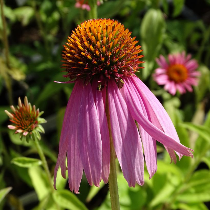 Echinacea purpurea Kim's Knee High (Floración)