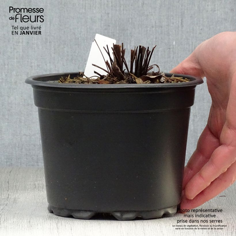 Echinacea purpurea Magnus - Echinacée en pot de 2/3L Ejemplar entregado en invierno