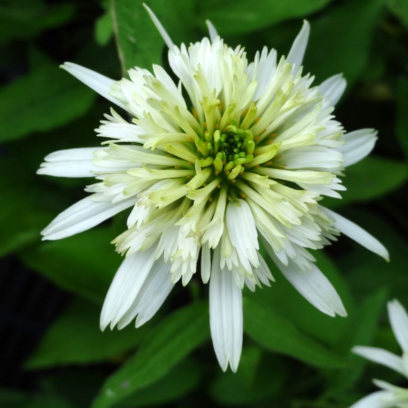 Echinacea purpurea Meringue (Floración)